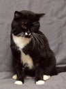 Black and white cat Royalty Free Stock Photo