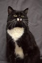 Black and white cat Royalty Free Stock Photo