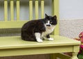 Black and White Cat with mustache markings.A black and white cat with markings on its face that look like a mustache. Royalty Free Stock Photo