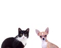 Black and white cat near little chiwawa puppy dog