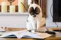 Black and white cat next to a book