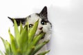 black and white cat nibbles on green leaves of pineapple