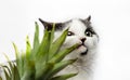 black and white cat nibbles on green leaves of pineapple