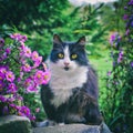 Black and white cat Royalty Free Stock Photo