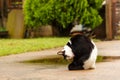 Black and white cat out on wet ground. Royalty Free Stock Photo