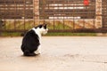Black and white cat out on wet ground. Royalty Free Stock Photo