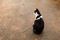 Black and white cat out on wet ground. Royalty Free Stock Photo