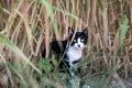 black and white cat outdoor playing in the grass, looking at the camerathe grass, looking at the camera Royalty Free Stock Photo