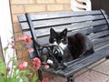 Black & White Cat Peering Suspiciously From Garden Bench