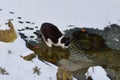 Cat on thin ice