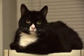 Black and white cat with a philosophical look Royalty Free Stock Photo