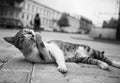Black and white cat photo lying in the street in various funny poses