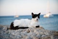 Black and white cat is pictured taking a restful nap in a peaceful outdoor setting