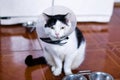 Black-white cat with plastic medical collar is sitting on a floor of kitchen near to fridge and bowls with cat food