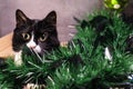 Black and white cat playing with Christmas decorations Royalty Free Stock Photo