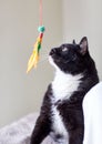 Black and white cat playing with feather toy Royalty Free Stock Photo