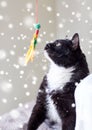 Black and white cat playing with feather toy Royalty Free Stock Photo