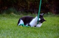 Black and white cat playing in the garden Royalty Free Stock Photo