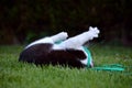 Black and white cat playing in the garden Royalty Free Stock Photo