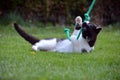 Black and white cat playing in the garden Royalty Free Stock Photo