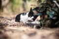 Black and white cat playing on the ground Royalty Free Stock Photo