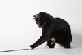 Black and white cat playing with string Royalty Free Stock Photo