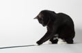 Black and white cat playing with string Royalty Free Stock Photo