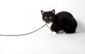 Black and white cat playing with string Royalty Free Stock Photo