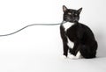 Black and white cat playing with string Royalty Free Stock Photo