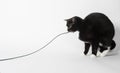 Black and white cat playing with string Royalty Free Stock Photo