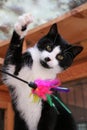 Small black and white cat is playing with a toy with colorful feathers Royalty Free Stock Photo