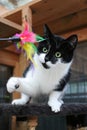 Small black and white cat is playing with a toy with colorful feathers Royalty Free Stock Photo