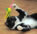 Black and white cat playing Royalty Free Stock Photo