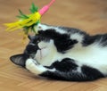 Black and white cat playing Royalty Free Stock Photo