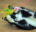 Black and white cat playing Royalty Free Stock Photo