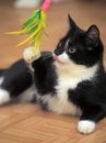 Black and white cat playing Royalty Free Stock Photo