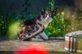 Black white cat playing in the yard Royalty Free Stock Photo