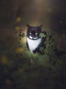 Black and White Wild Cat Hidden Behind the Grass Royalty Free Stock Photo