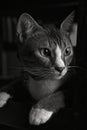 Black & White Cat Portrait 2