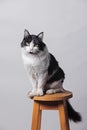 Black and White Cat. Portrait of an Adult Cat on White Background. The cat quietly sits and looks aside. Royalty Free Stock Photo