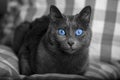 Black and white cat portrait with blue eyes / carthusian cat Royalty Free Stock Photo