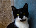 black and white cat portrait, cat portrait, black and white, cat stares at the camera, black cat, kitten