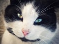 Black white Cat portrait closeup Royalty Free Stock Photo