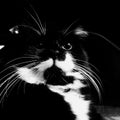 Black and white cat potrait Royalty Free Stock Photo