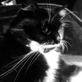 Black and white cat potrait Royalty Free Stock Photo