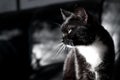 Black And White Cat In A Profile On A Dark Background