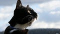 Black and white cat. Royalty Free Stock Photo