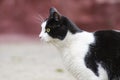 Black And White Cat In Profile Portrait