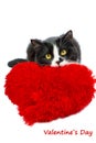 Black and white cat with a red heart pillow Royalty Free Stock Photo