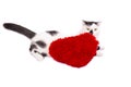 Black and white cat with a red heart pillow Royalty Free Stock Photo